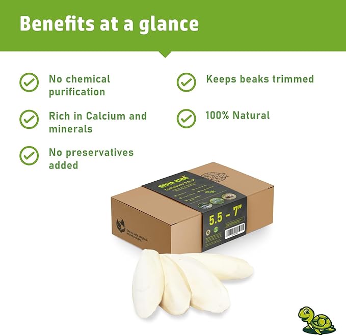 Large - 100% Natural Calcium Supplement - Premium Cuttlebone perfect for Birds, Tortoises, Snails, Reptiles - 5.5 to 7 inch