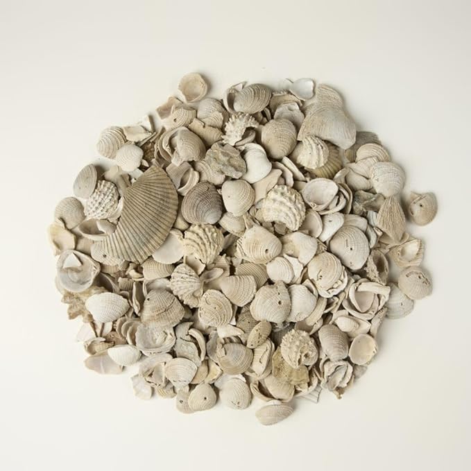 32 oz Jug of Natural Medium Seashells, 1½-3 inch Size, for Indoor Outdoor Decor, vase Filler, Candles, Art, Crafts, Aquariums, Fairy Gardens, planters, tablescapes, terrariums