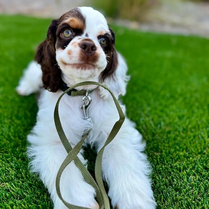 Blueberry Pet Essentials Military Green Dog Leash for Small -5' * 5/8" Dogs | Heavy Duty Nylon Lead | Lightweight Puppy & Cat Leash for Walking & Training