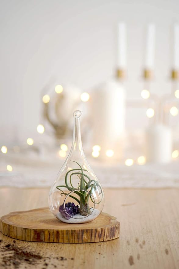 Mkono 3 Pack Glass Hanging Planter Air Fern Holder Terrarium Plants Hanger Vase, Home Christmas Decoration Gifts for Plant Lovers, Succulent Moss Tillandsias Air Plants Globe (Plant Not Included)