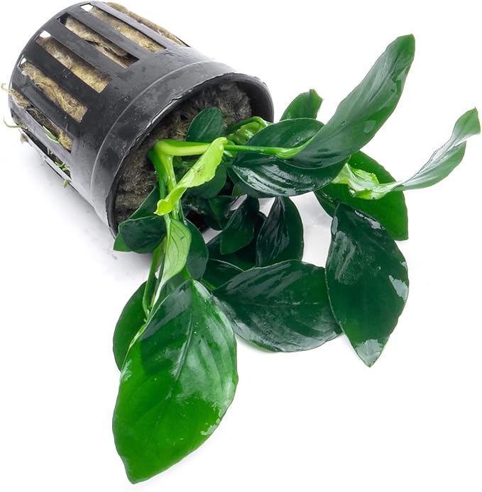 Anubias Live Aquarium Plants - Potted Freshwater Plant for Fish Tanks, Terrariums - Beginner Friendly Low Light (Barteri, 5 Pots)