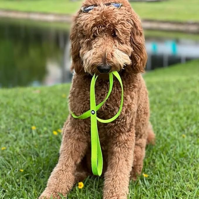 Blueberry Pet Essentials Highlighter Yellow Dog Leash for Medium - 5' * 3/4" Dogs | Heavy Duty Nylon Lead | Lightweight Puppy & Cat Leash for Walking & Training