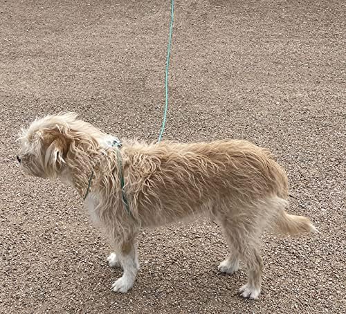Mini Pig Harness & Leash -Adjustable- 12' in Length -Also fits Pot Bellied Pigs and Other Animals - Ferrets, Rabbits, Dogs, Cats (Teal)