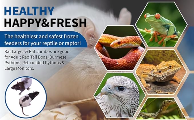 MiceDirect 4 Frozen Rat Combo Pack 2 Larges and 2 Jumbo Feeders Snake Food (9-11 in)(Pack of 4)(900 Grams Min)