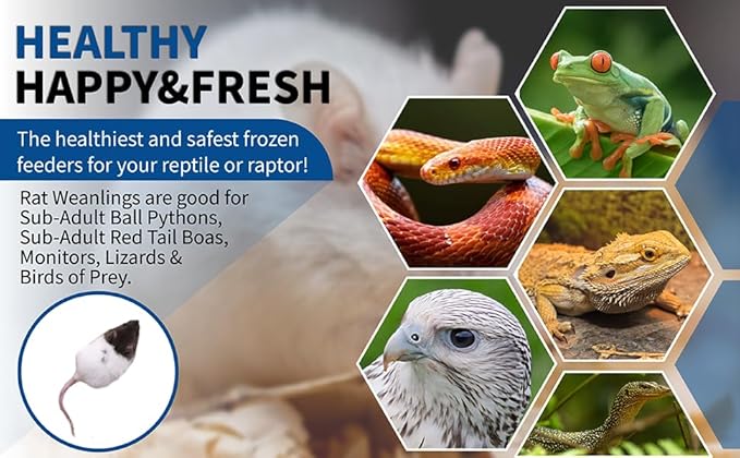 MiceDirect- 50 Rat Weanlings- Fresh Fast Frozen Food Feeders for SubAdult Ball Python Red Tail Boa Monitor Lizard Birds of Prey Pet Reptiles