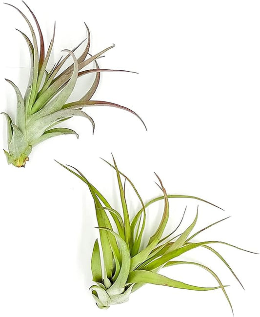 Air Plants - Tillandsia Brachycaulos Multiflora, Jumbo 5-7" - 2 ct - Live Arrival Guaranteed - House Plants for Home Decor & Gift