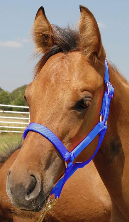 Jeffers Pony Halters, Under 300 lb