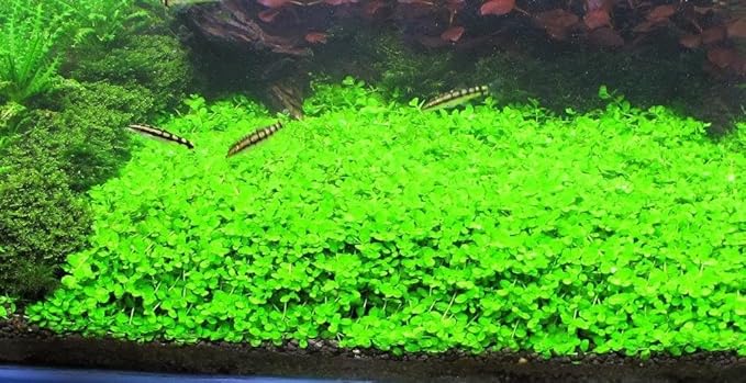 Foreground Potted Live Aquarium Plants | Freshwater Aquatic Plants for Aquariums (Potted Monte Carlo, 5 Pack)