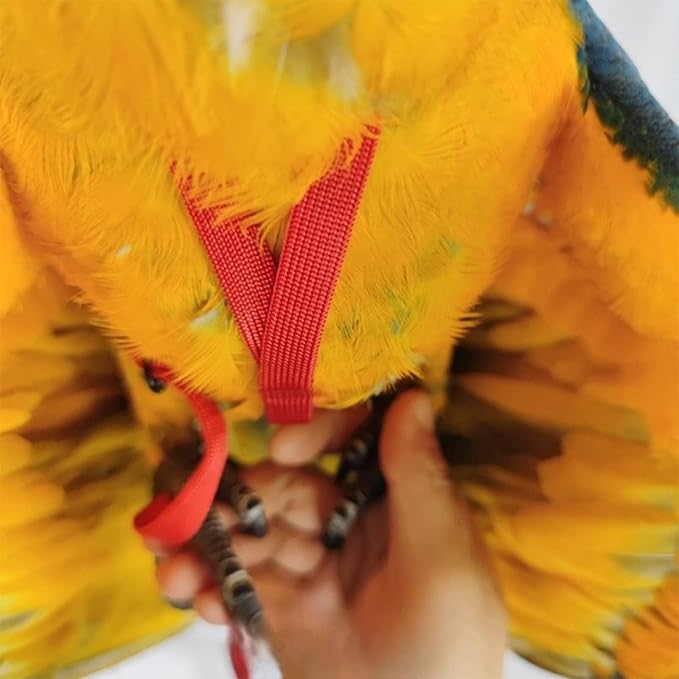 Adjustable Bird Harness with 78.7 Inch Leash, Outdoor Flying Training Rope Kit for Bird Parrots, Parrot Flying Rope Straps Outdoor Training Traction Rope for Small Medium Large Size Birds (XL)