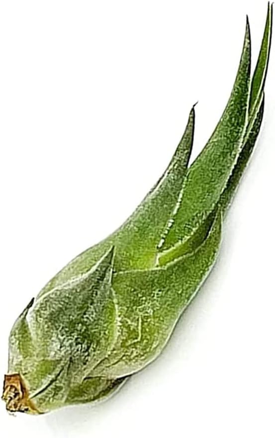 Air Plants - Tillandsia Seleriana, Large 4-6" - 3ct - Live Arrival Guaranteed - House Plants for Home Decor & Gift