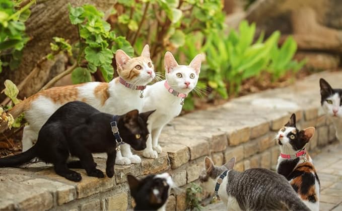 Cat Collar Breakaway, Personalized Leather Cat Collar with Bells-Adjustable Customized Collar with Name & Phone Number Tag for Girl Boy Cats -Quick Release Buckle for Cats & Kittens(Brown)