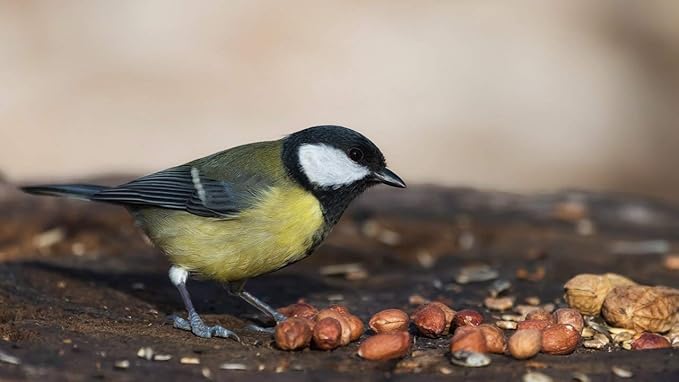 Wakefield Virginia Peanuts Bulk 45LB Bag Shelled for Squirrels, Birds, Deer, Pigs and a Wide Variety of Wildlife, Raw Peanuts/Bulk Nuts/Blue Jays/Cardinals/Woodpeckers