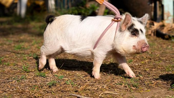 PORCINE® Mini Pig Harness & Leash – Fully Adjustable Step-in Harness with Infinity-Style Lead - Ideal for Small & Medium Potbelly Pigs – Durable, Comfortable, Easy-On Easy-Off (Small Mauve Pink)