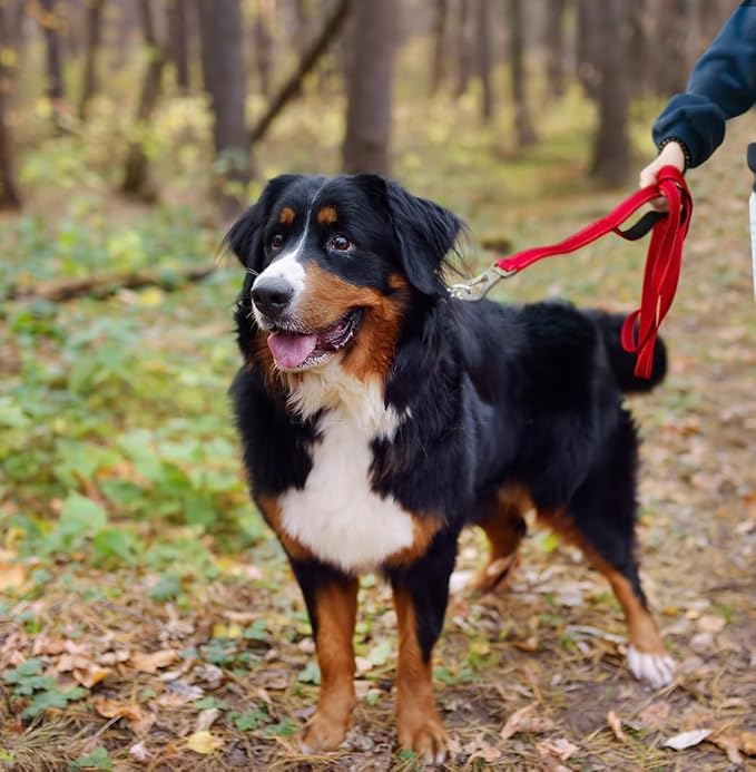 TwoEar 5FT 1IN Strong Red Dog Leash with 2 Padded Handles, Traffic Handle Extra Control, Comfortable Soft Dual Handle, Auto Lock Hook, Reflective Walking Lead for Small Medium and Large Dogs