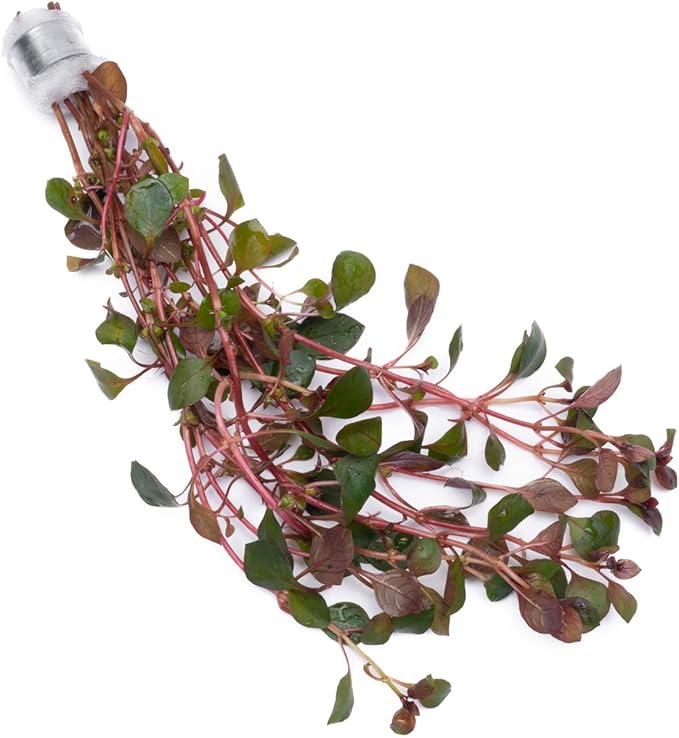 Live Aquarium Red Stem Plants - Freshwater Aquatic Plant for Fish Tanks, Aquascaping - (Ludwigia Natans Super, 1 Bunch)
