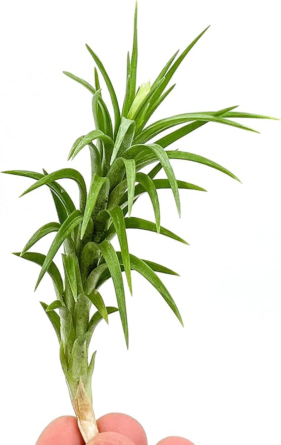 Live Air Plants – Tillandsia Araujei, Large 5” – 5ct – Live Arrival Guaranteed – House Plants for Home Décor & Gift