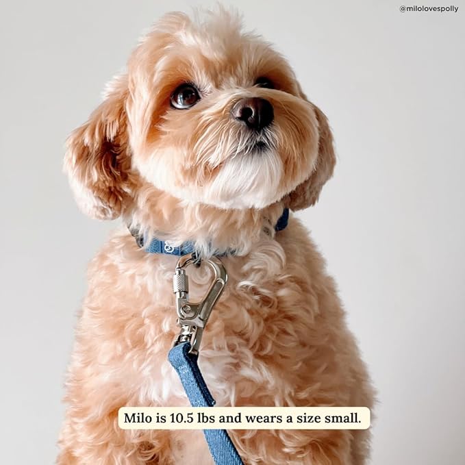 Lucy & Co. 5 Foot Designer Dog Leash for Small, Medium or Big Dogs or Puppies Puppy – Pet Accessories & Supplies- Large-Blue Denim