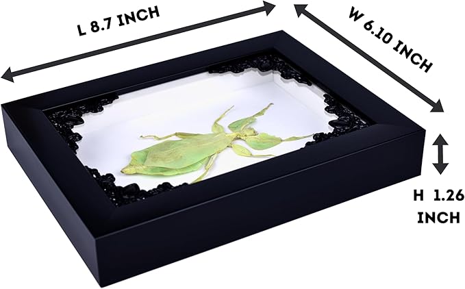 Tarantula or Leaf Insect in Gothic Shadow Box Frame | Mexican Gothic Taxidermy | Witch & Halloween Décor for Bedroom | Goth Home Décor (Leaf Insect)