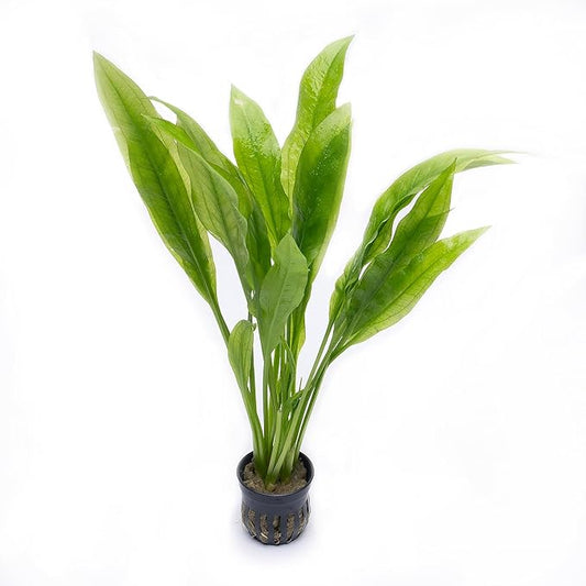 Amazon Sword Echinodorus Bleheri Live Plant for Freshwater Aquariums, Natural Fish Tank Decorations, and Aquatic Decor (5 Pots (10-15 Plants))