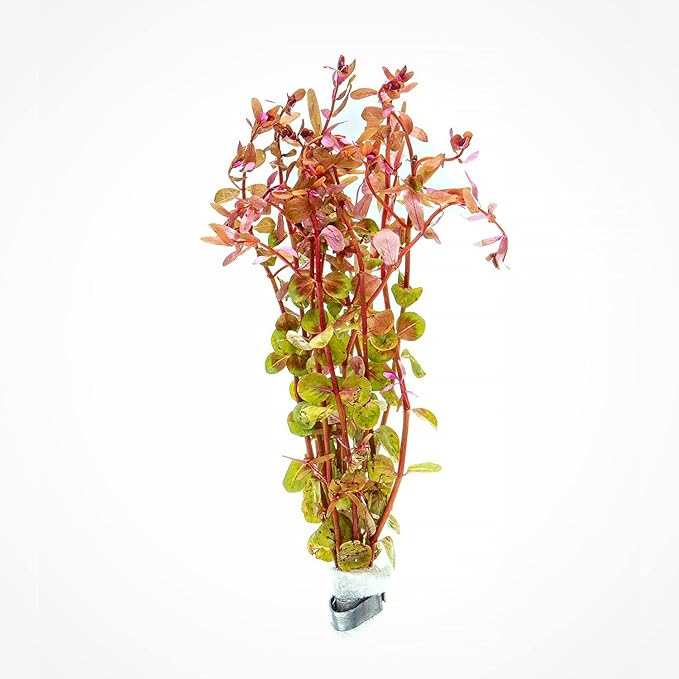 Live Aquarium Red Stem Plants - Freshwater Aquatic Plant for Fish Tanks, Aquascaping - (Rotala Rotundifolia, 1 Bunch)