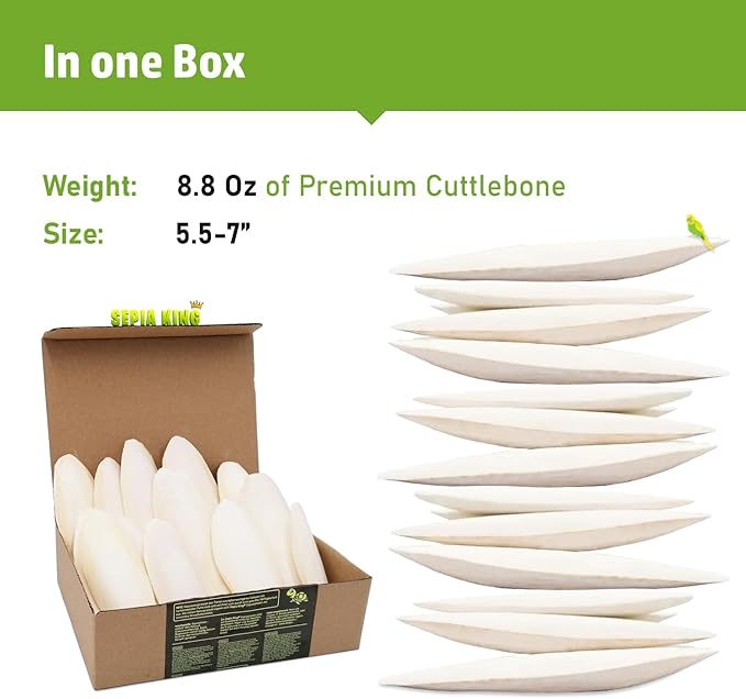 Large - 100% Natural Calcium Supplement - Premium Cuttlebone perfect for Birds, Tortoises, Snails, Reptiles - 5.5 to 7 inch