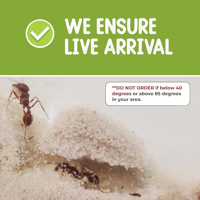 50 Live Red Harvester Ants with 10oz Sand for Ant Habitats – Live Arrival, Shipped Now – Perfect for Educational Science Projects & Interactive Habitat Experience