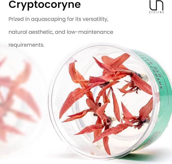Cryptocoryne parva in Vitro Tissue Culture Small Cup