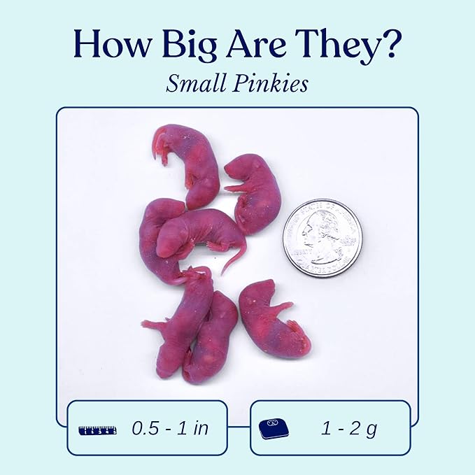 MiceDirect EST. 2003 75 Frozen Mice Pinkie Feeders Snake Food for Corn Ball Pythons Lizards (.5-1 in) (150 Grams Min)