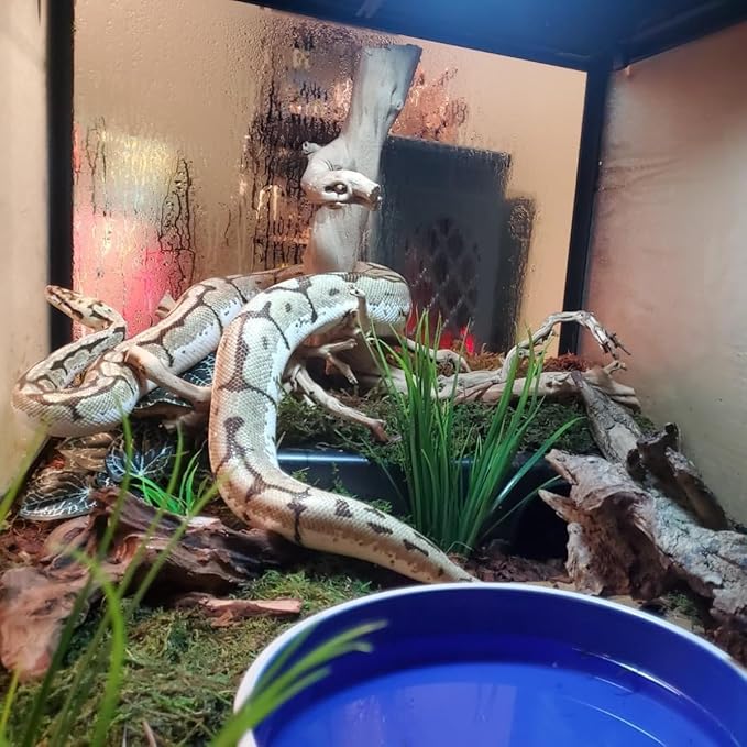 Amypet Large Snake Hides for Ball Pythons and Different Reptiles Durable Material Easy to Clean 16.5 x10.6 x 4.3inch (XXL)