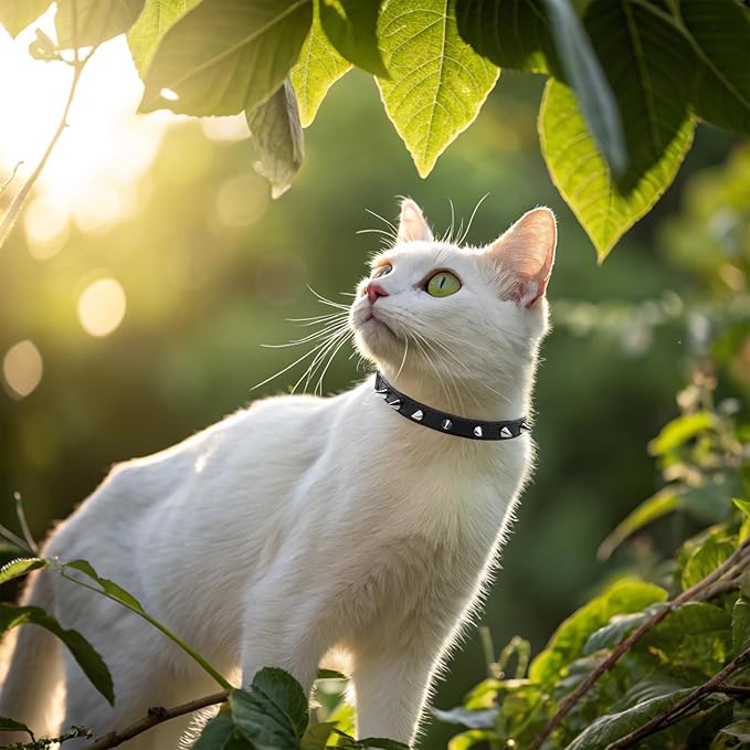 EXPAWLORER Leather Cat Collar for Girl Boy- Adjustable Pet Collar with Safety Elastic Belt,Personalized Punk Accessories Buckle Collars with Bell & Durable D-Ring,Pure Rivets(Black)