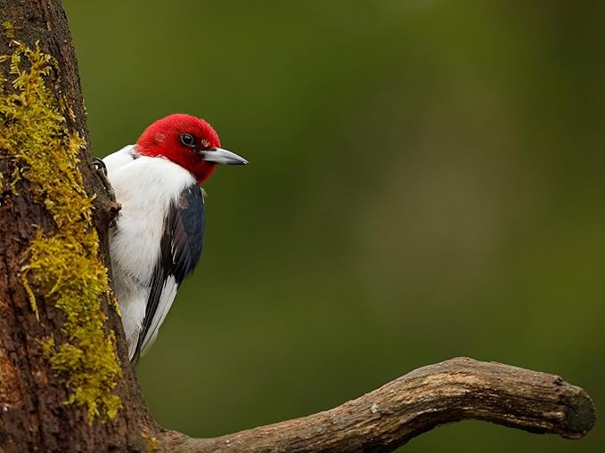 Birdseed Cylinders with Hole - Bird Seed for Outside Wild Birds (Small Cylinder, Redhead Special 4pc)