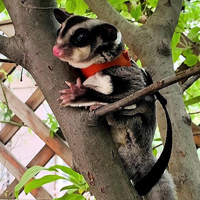 3 Pack Sugar Glider Harness and Leash Set Small Animal Training Walking Vest for Squirrel Hamster Rat-Brown