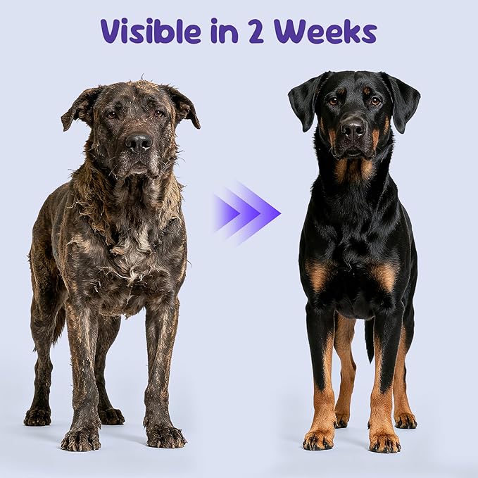 Premium Probiotics for Dogs with Digestive Enzymes & Fiber | Duck Flavor Soft Chews for Itchy Skin, Ear Health, Gut & Immune Support (120 Chews Pumpkin)