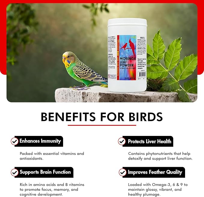 Morning Bird Moringa Leaf Powder 16 Oz – Natural Food Supplement with Omega-3, Iron, Vitamins B & K – Supports Detox, Energy, Brain & Immune Health – Clean Plant-Based Supplement for All Birds