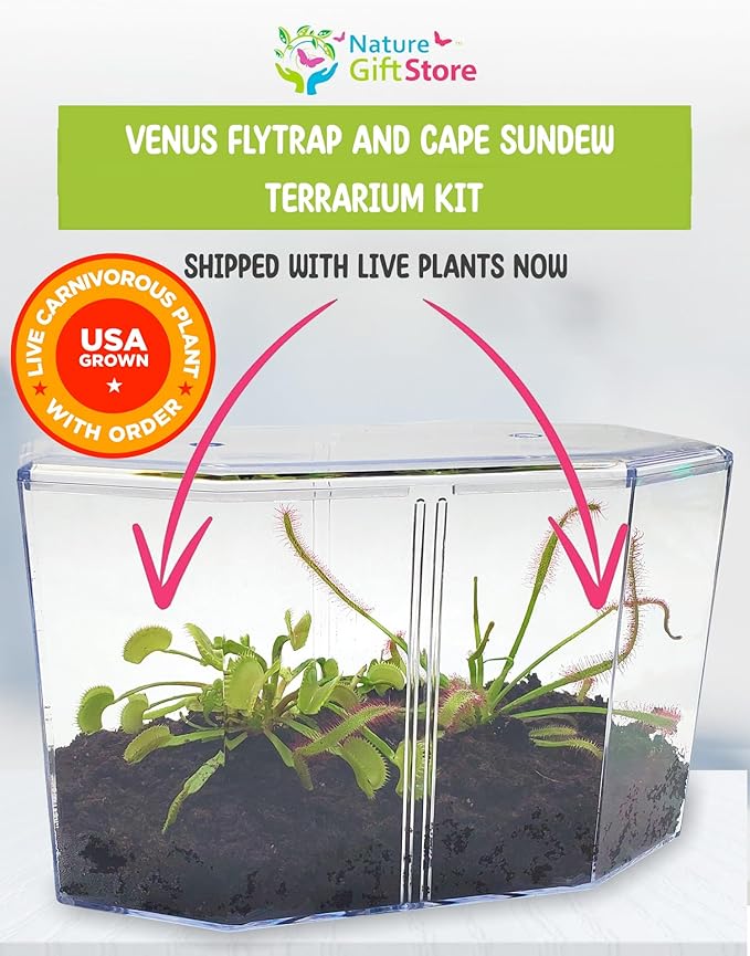 Venus Fly Trap Live Plant + Sundew Plant Set with Terrarium + Carnivorous Plants Food, Feeding Tweezers, Peat and Venus Flytrap + Sundew Carnivorous Plants Live
