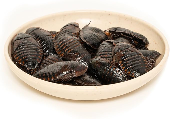 6 Pack Canned Dubia Roaches for Reptiles, Birds and Small Animals, Dubia Roaches, Healthy High Protein Treat, Reptile Food 7.2 Ounces Total