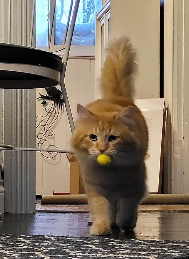 Loty Store 50PCS Cat Toys Balls 3CM,Soft Colorful Pompoms Ball Cat Chew Toy Kitten Pet Toy, Scratching Balls Toy Interactive Pet Supplies for Cats Kittens Dog