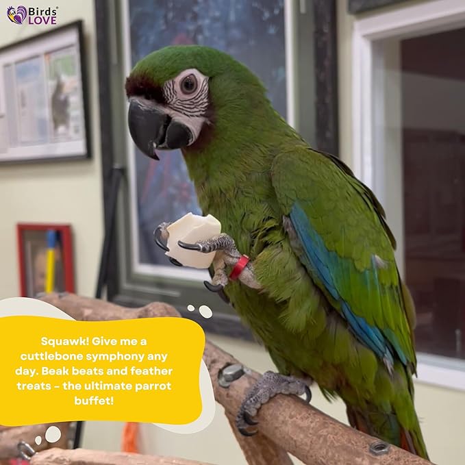 Birds LOVE Natural Cuttlebone for Birds & Reptiles – 100% Pure Sun-Dried Calcium Supplement – Supports Beak, Bone & Shell Strength – Safe Daily Use - 2 Pack with Holder, Size 3.5 to 4"