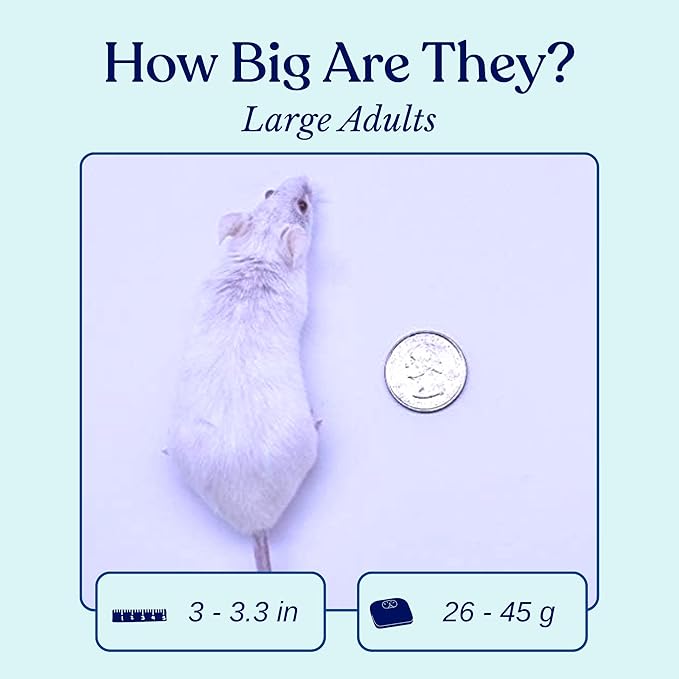 MiceDirect Frozen Large Adult Feeder Mice Food for Adult Ball Pythons Juvenile Red Tale Boa Monitors Lizards, 40 Ounce (75 Count)