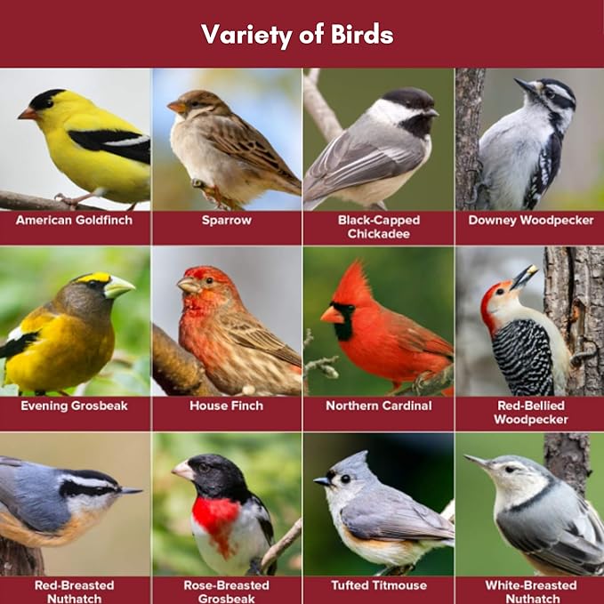 Blue Seal Song Nature's Choice Wild Bird Seed | High Energy Mix, No Filler | Sunflower and White Safflower Seeds | Attracts Variety of Wild Outside Birds | Shell-Free Mix | Made in USA | 8 Pound Bag