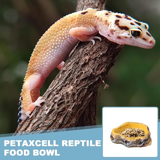 Reptile Food Bowl, Reptile Feeding Dish Corner Bowl Water Resin Rock Worm Feeder Dish m (7.1 in, Yellow), Intended for Lizards/o/Scaled Pet/Leopard o/Spiders