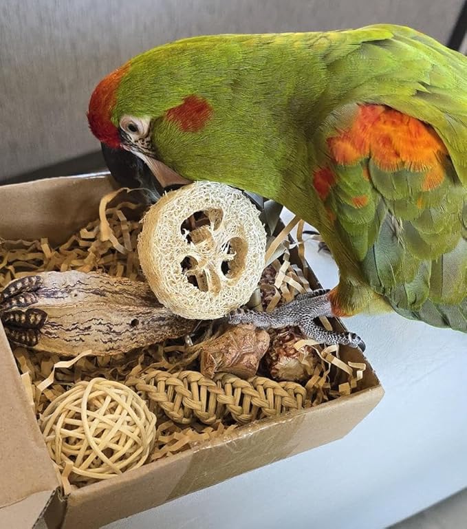 2 in 1 Parrot Toys, Tyotrbs Parakeet Foraging Box DIY Hanging String with Comes with 2 Hooks Bird Toy for Parakeets,Cockatiels,Conures,Love Birds Cage Accessories for Small to Medium Birds