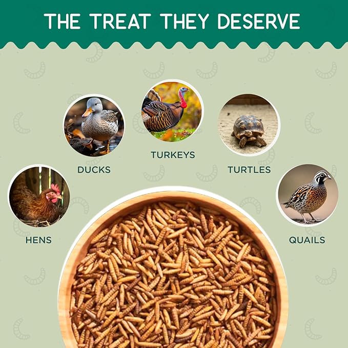 FLYGRUBS 5 lb Dried Black Soldier Fly Larvae - High-Calcium Chicken Treats for Laying Hens and Wild Birds - Nutrient-Rich Mealworm Alternative - Supports Feather Growth and Strong Eggshells