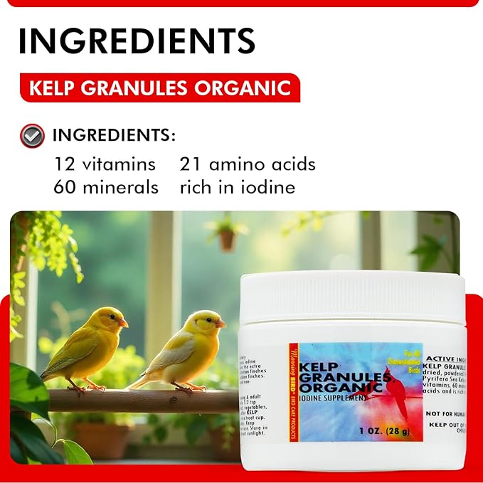Morning Bird Kelp Granules 1 Oz – Iodine Supplement for Birds – Supports Feather Growth, Molting & Metabolism – Rich in Amino Acids, Trace Minerals & Natural Vitamins – Clean Nutrition for All Birds