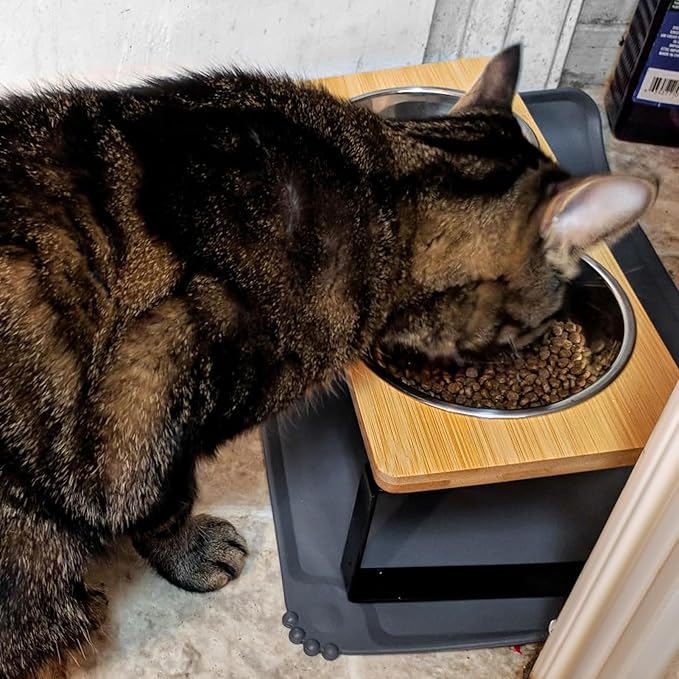 Elevated Whisker Friendly Cat Bowls, 15 Tilted Stand Anti Vomiting Raised Dishes for Food and Water, Stainless Steel Bowls for Cats and Puppy