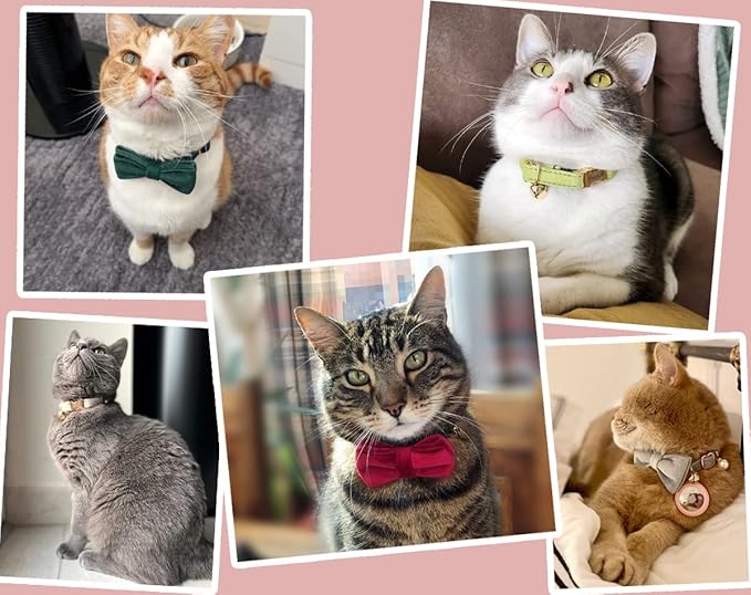 Personalized Cat Collar with Gold Buckle and Engraved Name Tag