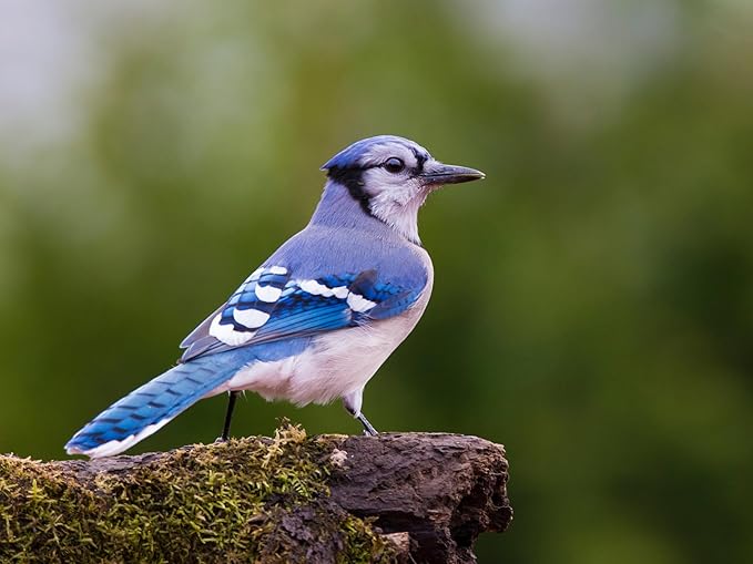 Birdseed Cylinders with Hole - Bird Seed for Outside Wild Birds (Small Cylinder, Tweet Treats 2pc)