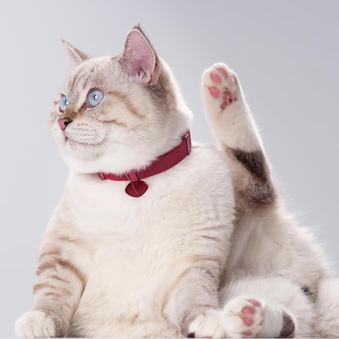 Safety Cat Collar Pro and Tag Set - U.S. IDA Gold Award, Elastic Release Cat Collar Charm Tag, Non Breakaway Cat Collar Adjustable with Charm for Kitten Small Large Cats (Burgundy, M)