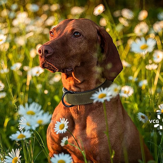 Didog Soft Padded PU Leather Dog Collar, Breathable and Adjustable Dog Collars for Small Dogs, Comfortable for Daily Walk, Dark Green, M Fit Neck 12-15"(13-22 lbs)