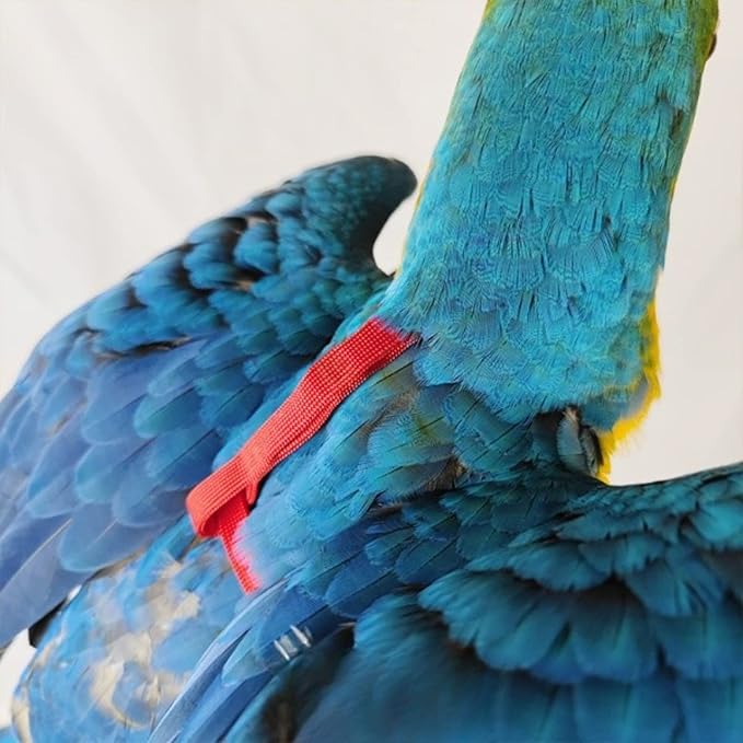 Adjustable Bird Harness with 78.7 Inch Leash, Outdoor Flying Training Rope Kit for Bird Parrots, Parrot Flying Rope Straps Outdoor Training Traction Rope for Small Medium Large Size Birds (M)